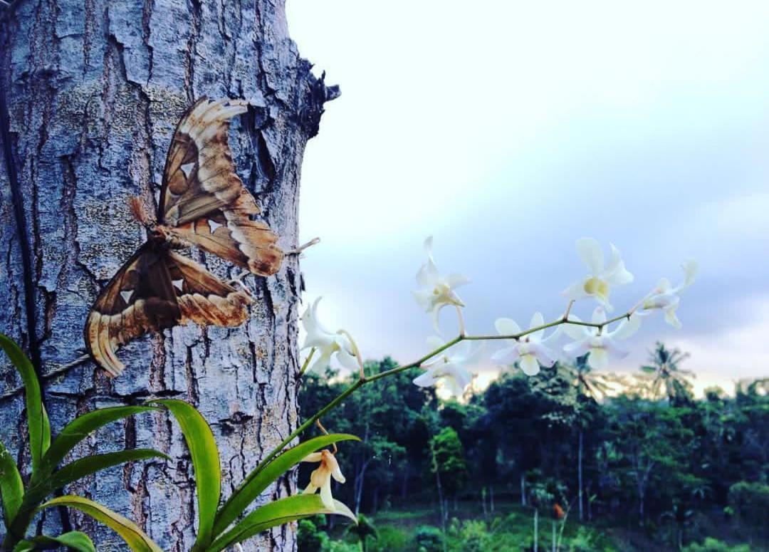 Sky garden Lombok Lägenhet Tetebatu Exteriör bild