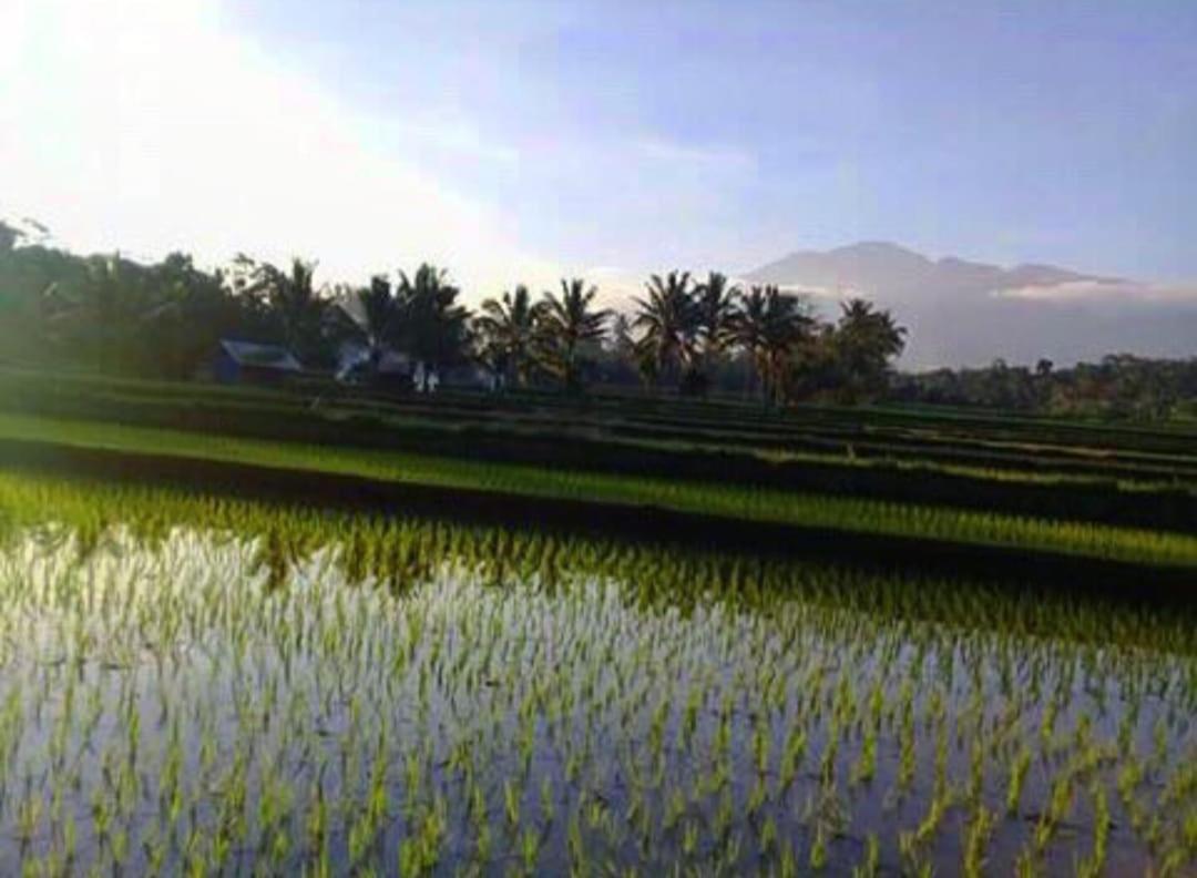Sky garden Lombok Lägenhet Tetebatu Exteriör bild